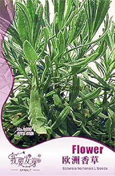 Satureia Hortensis Planting Seeds 100 pcs